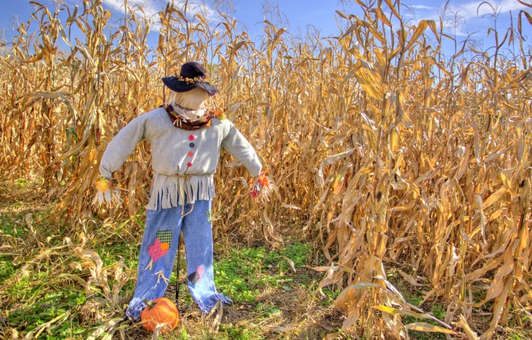 Scarecrow on cornfield