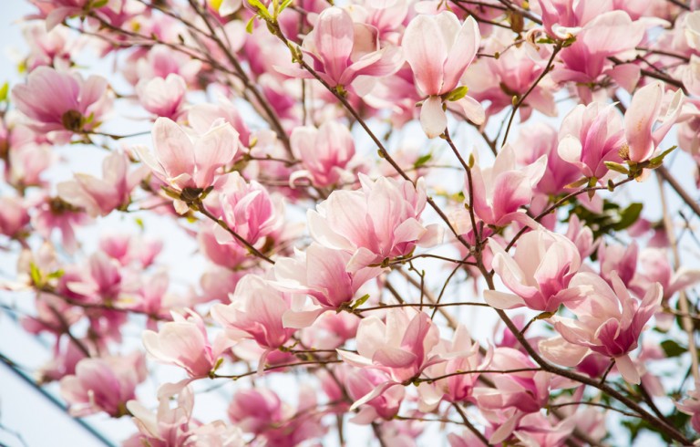 Close up of pink flowers