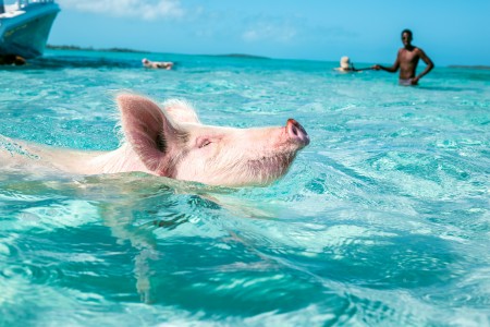 Resorts In Great Exuma Bahamas Grand Isle Resort Spa A Pink Pig Swimming In The Ocean