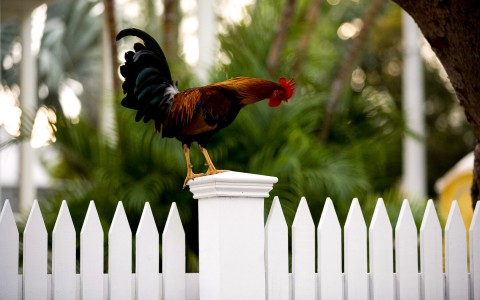 a rooster on a white picket fence