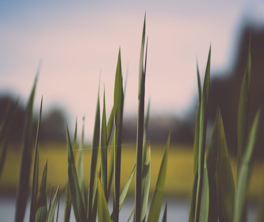 A Close Up of Marshes