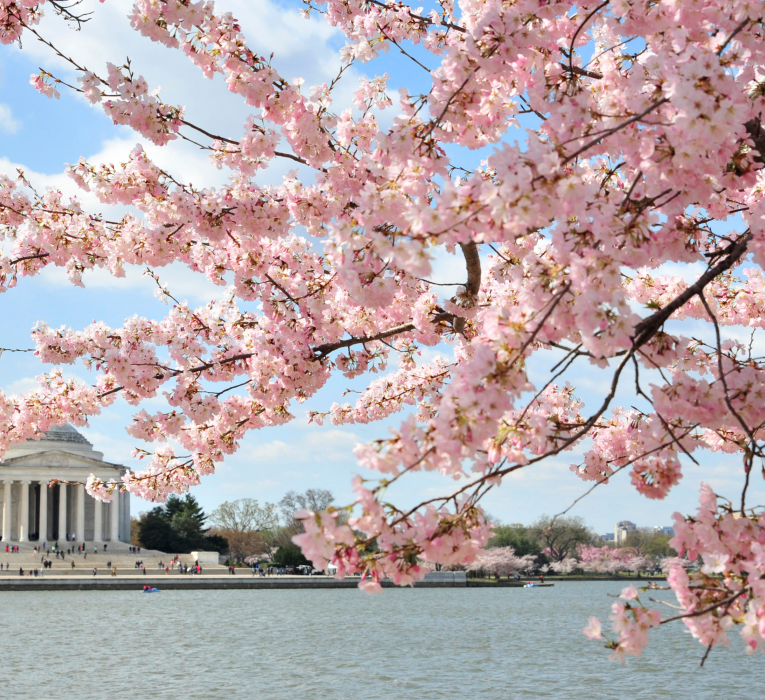 cherry blossoms