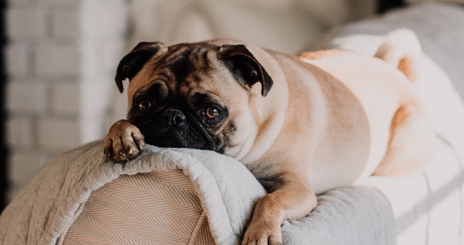 pug dog laying on the top of a sofa