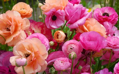 ranunculus flowers