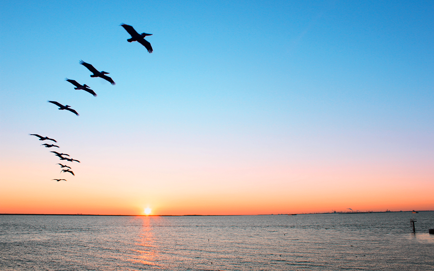 sunset with birds flying