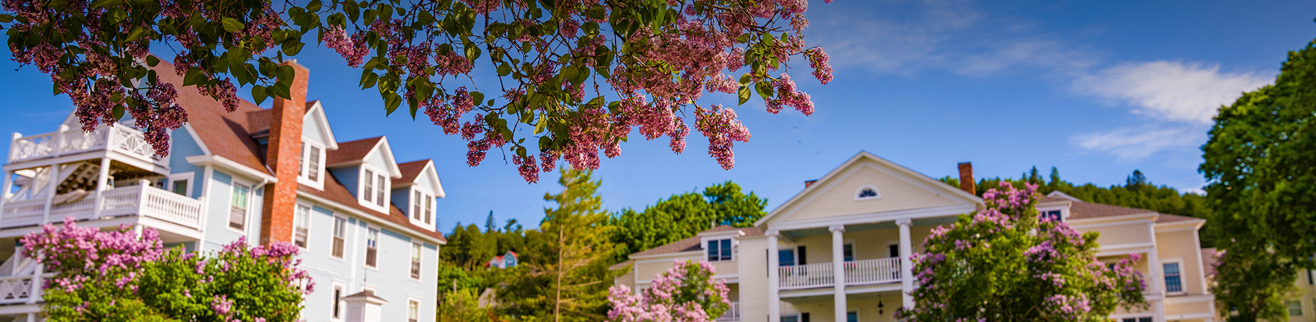 View of some houses and trees with pink flowers