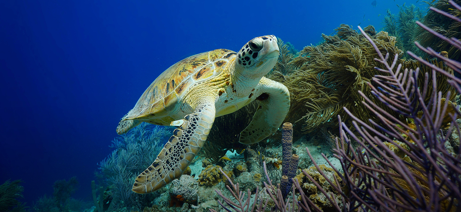 sea turtle swimming under the water