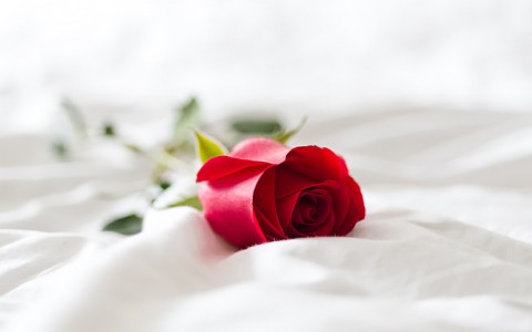 view of single rose laying on a bed