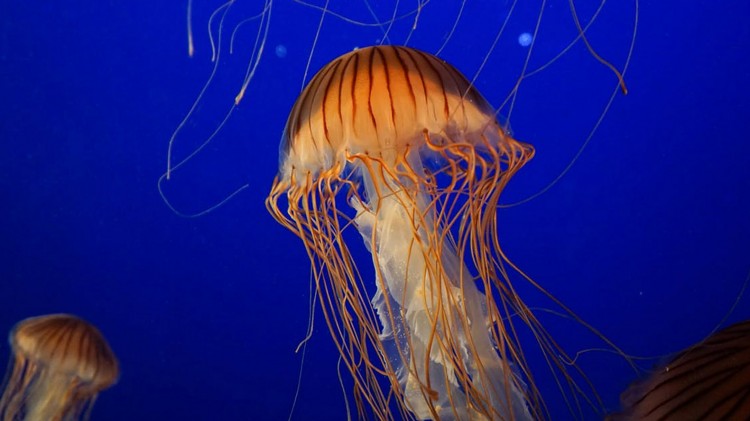 jelly fish