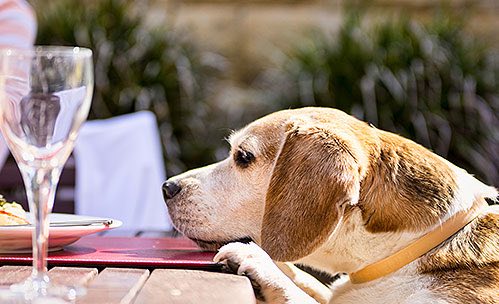Dog laying head down on outdoor wooden table