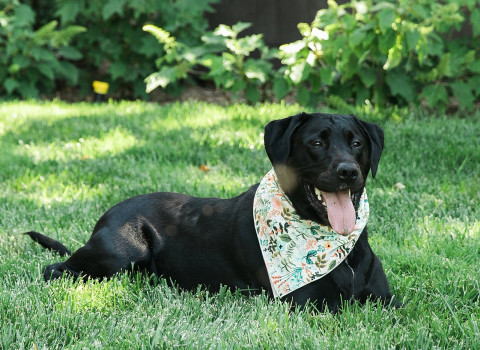 black lab with a bandana lounging in the grass