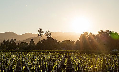 Rows of vineyards with sun shining through the mountains in the back