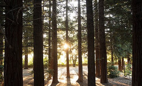 Sun shining through tall trees in woods
