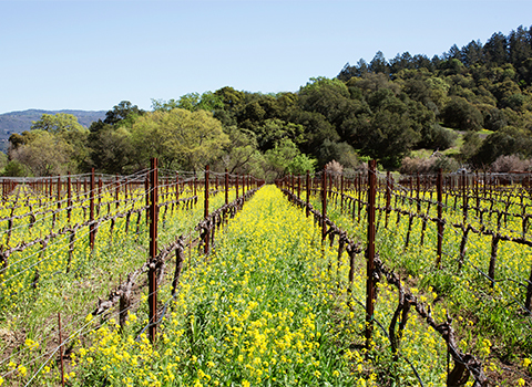 Mount Saint Helena landscape with yellow flowers