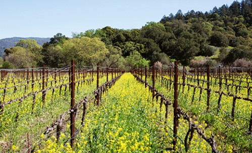 Mount Saint Helena landscape with yellow flowers