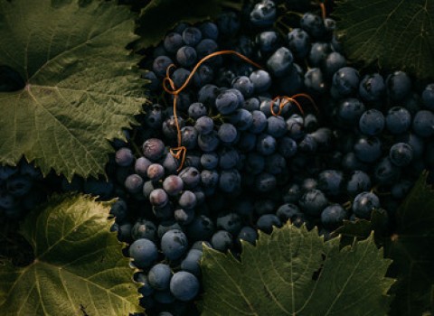 grapes and leaves 