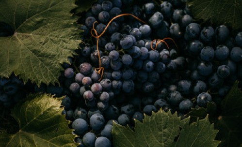 grapes and leaves 