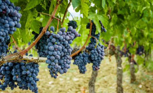 Harvest