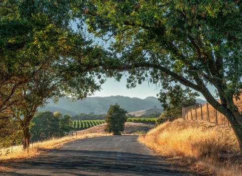 wine country road
