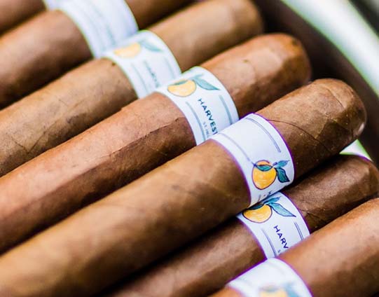 close up image of thick brown cigars wrapped with harvest table branded paper