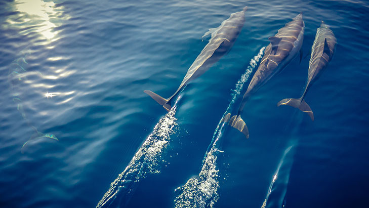 view of dolphins swimming
