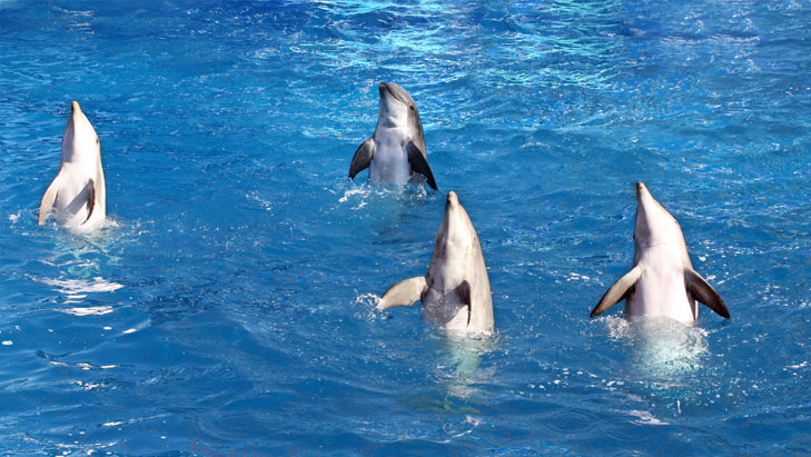 view of dolphins