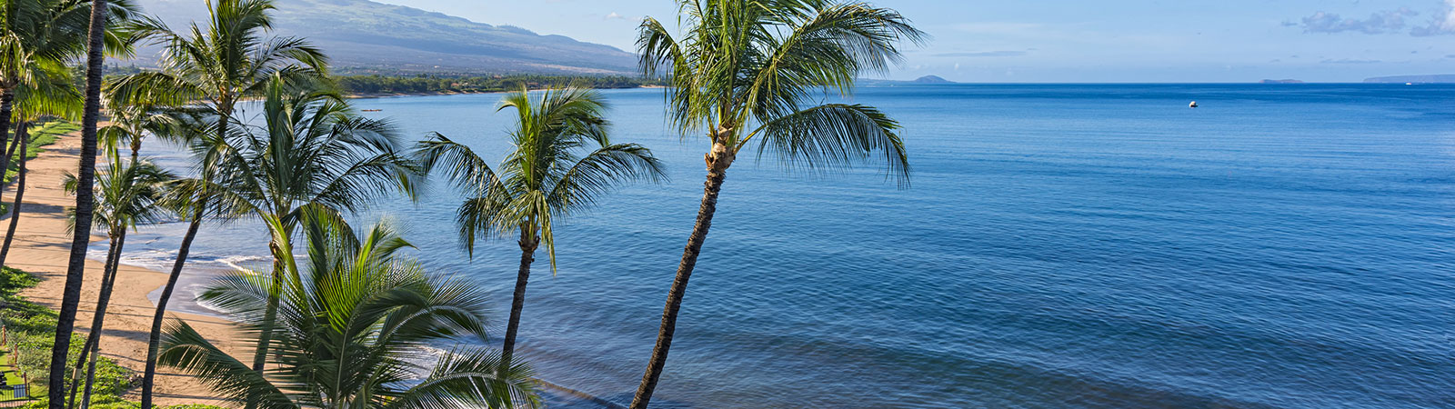view of beach with palm trees