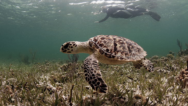 view of a sea turtle swimming