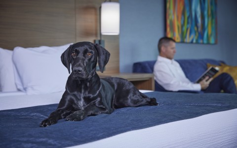 black dog laying in hotel bed while a man reads his book on the sofa in the background