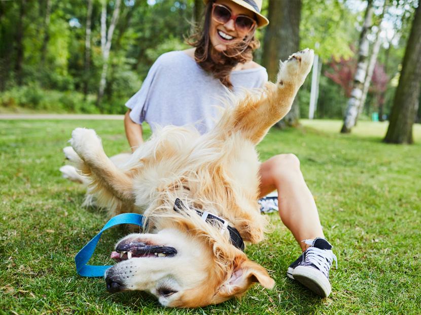 girl playing with happy golden retriever