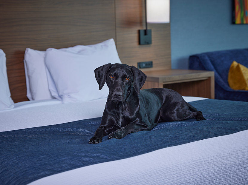 Black dog laying on hotel bed with white pillows and sheets and navy blue throw