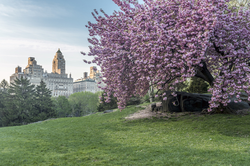cherry blossoms in central park