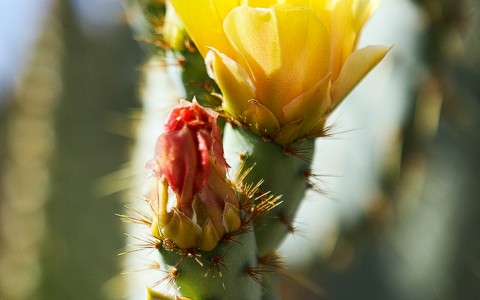 Close up shot of a cactus with flowers