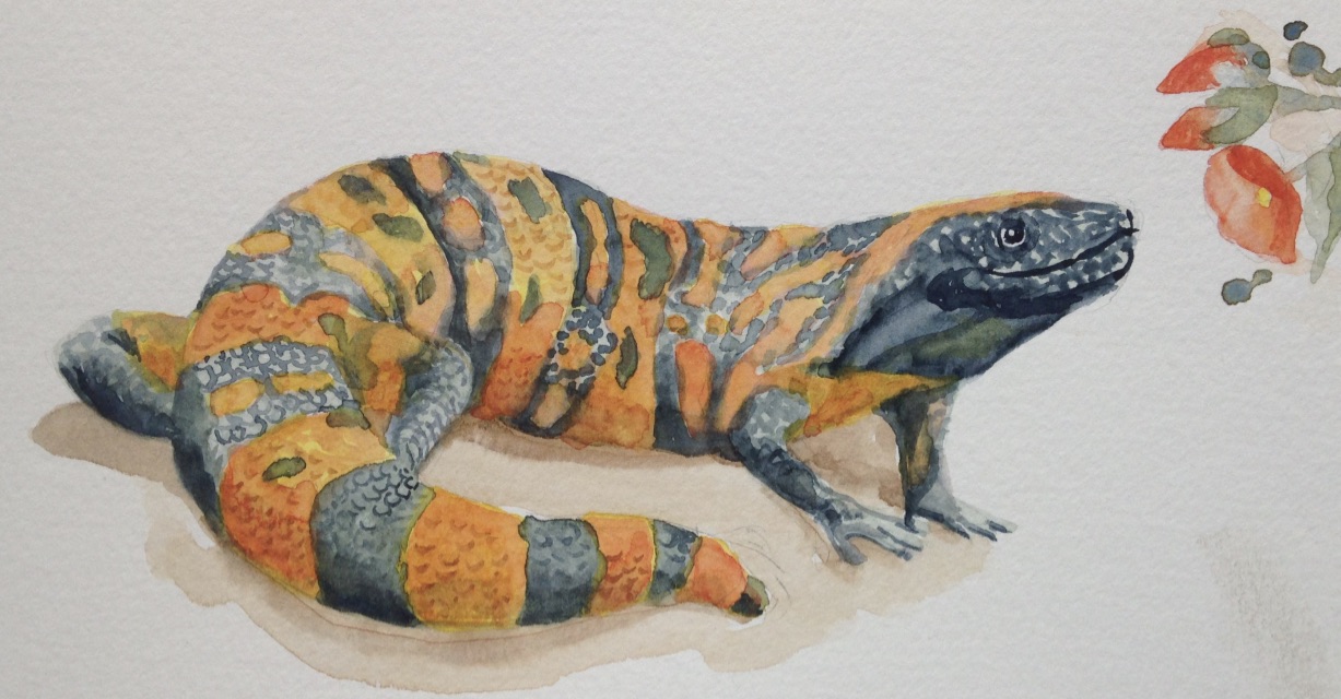 How To Draw A Gila Monster Step By Step