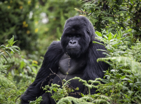 gorilla