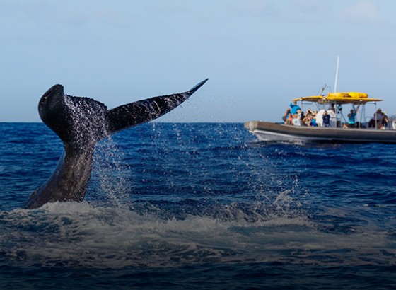 wale tale coming up from the ocean