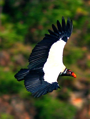 King Vulture