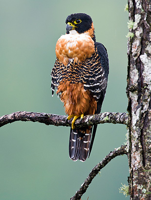 Falcon