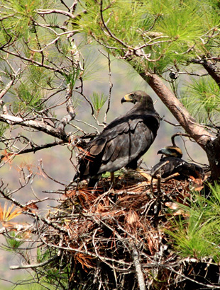 Solitary Eagle