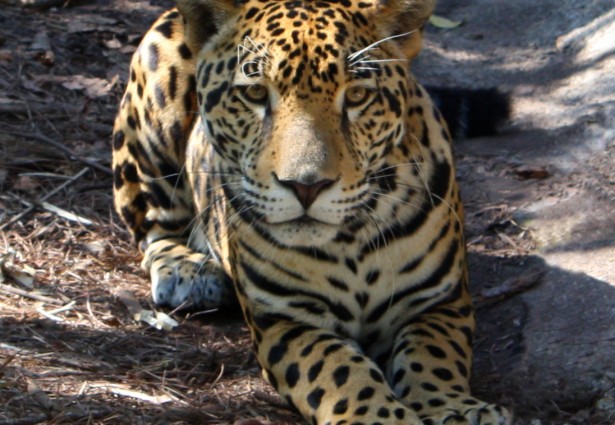 cheetah