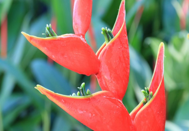 close up of a flower