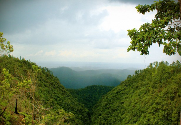 aerial view of the jungle