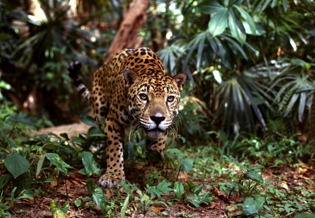 jaguar