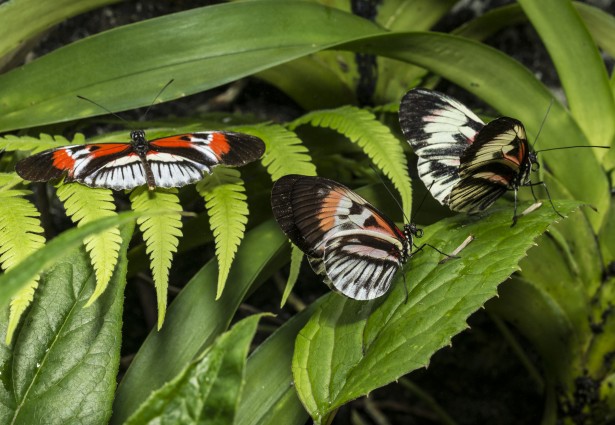 butterflies on leaves