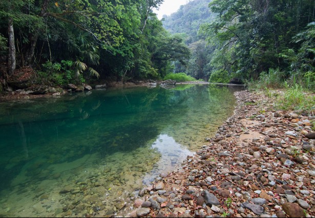 view of the jungle