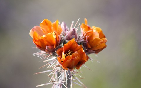 flowers on a cactus