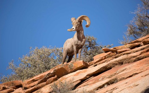 Ram on desert mountainside