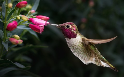 annas hummingbrd