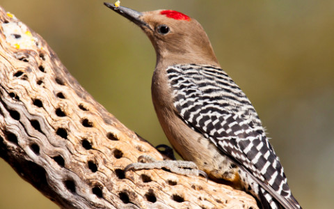 gila woodpecker