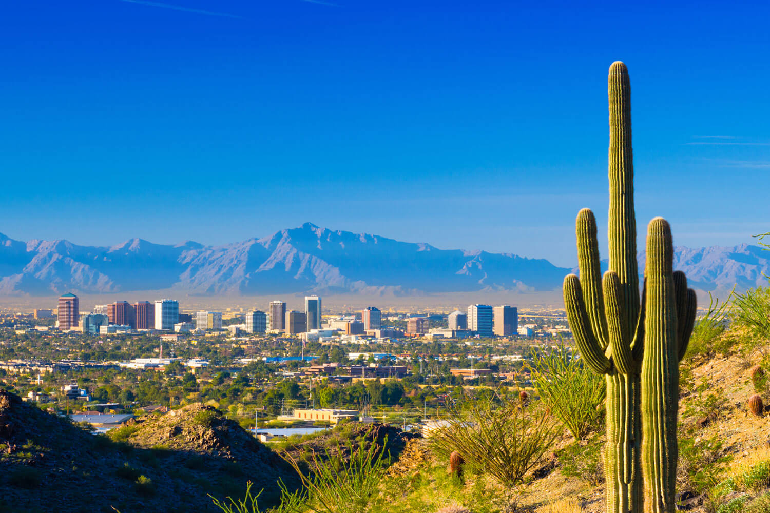 Arizona city scape in the background with a cactus in the forground